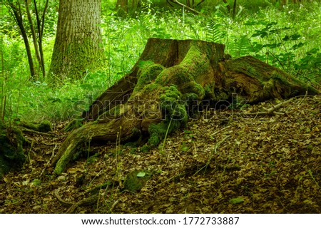 Gnarly branches and stump in the old wood