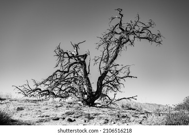 Gnarly Dried Tree On A Hillside In Joshua Tree National Park