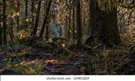 A gnarly fallen tree in a Washington rain forest.