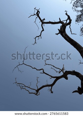 Gnarly, leafless tree branches silhouetted against a pale blue sky, creating a stark, spindly pattern.
