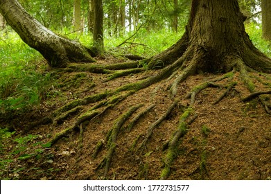 Gnarly old and mossy tree roots - Powered by Shutterstock