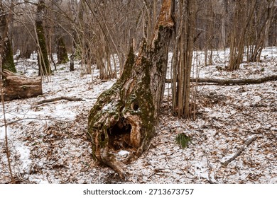 Gnarly old tree stump with a cavernous opening resembling a monstrous maw in a sparse winter woodland scene