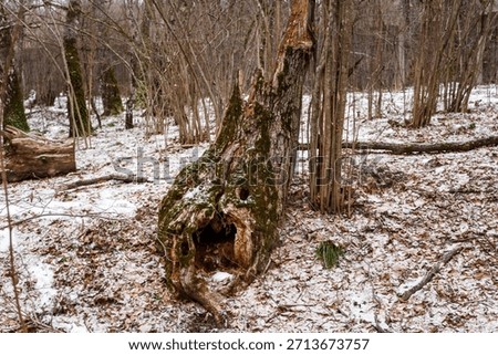 Gnarly old tree stump with a cavernous opening resembling a monstrous maw in a sparse winter woodland scene