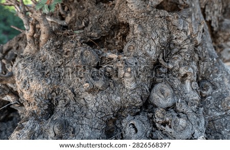 Gnarly old tree trunk base texture with intricate bark pattern
