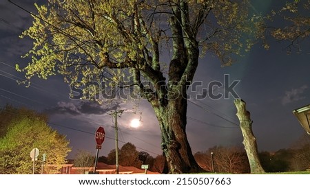 Gnarly old tree under full moon at 11th St and Amherst Ave  Altavista Virginia
