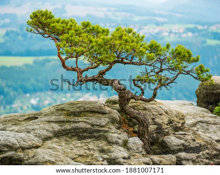 Gnarly pine tree on a sandstone rock