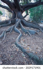 Gnarly Roots Of An Old Fig Tree Australia