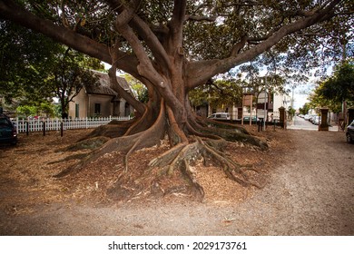 Gnarly Roots Of An Old Fig Tree Australia