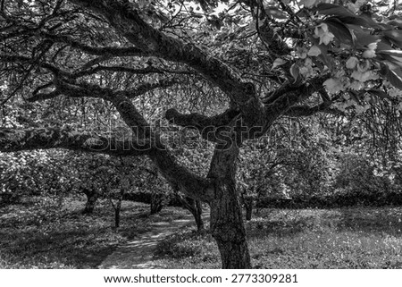 Gnarly Tree B and W 