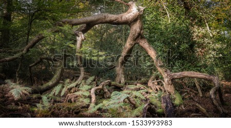 A gnarly tree in the midst of the historical Epping Forest