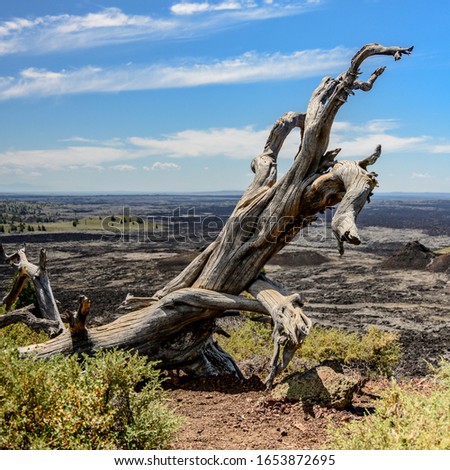 Gnarly Tree Trunk Dries in Volcanic Landscape in summer