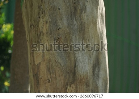Gnarly tree trunk texture, close-up. Natural wood grain, rustic and organic. #treetrunk #woodtexture #naturephotography #rusticdecor
