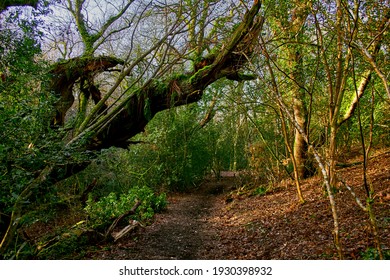 Gnarly Trees Near Cardigan, Wales.