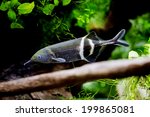 Gnathonemus petersii - Elephant nosed fish