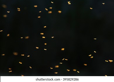 Gnats With Backlight