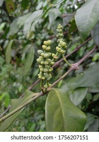 Gnetum Gnemon (Gymnospermae) Plant On My Green Garden. Melinjo Indonesia Language.