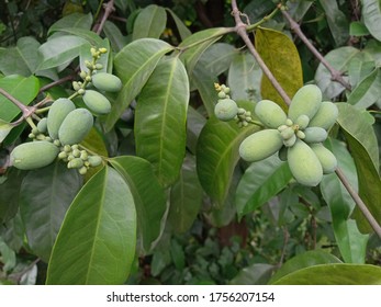 Gnetum Gnemon (Gymnospermae) Plant On My Green Garden. Melinjo Indonesia Language.