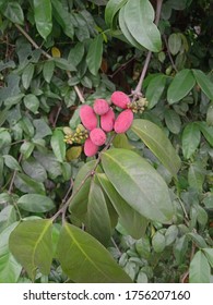 Gnetum Gnemon (Gymnospermae) Plant On My Green Garden. Melinjo Indonesia Language.