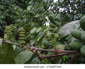 Gnetum Gnemon (Gymnospermae) Plant On My Green Garden. Melinjo Indonesia Language.