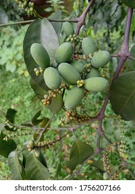 Gnetum Gnemon (Gymnospermae) Plant On My Green Garden. Melinjo Indonesia Language.