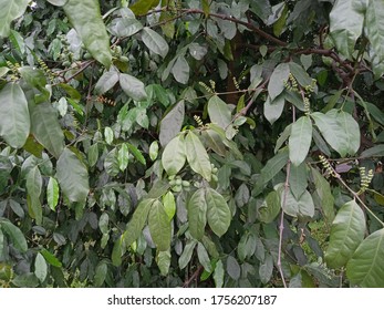 Gnetum Gnemon (Gymnospermae) Plant On My Green Garden. Melinjo Indonesia Language.