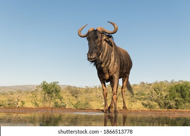 A Gnu (Blue Wildebeest) standing at the edge of a waterhole, photographed from a low angle. 