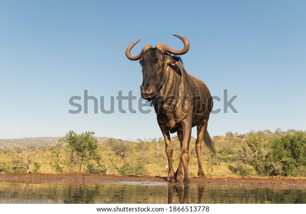 A Gnu (Blue Wildebeest) standing at the edge of a waterhole, photomural. Animal wallpaper for walls. . 