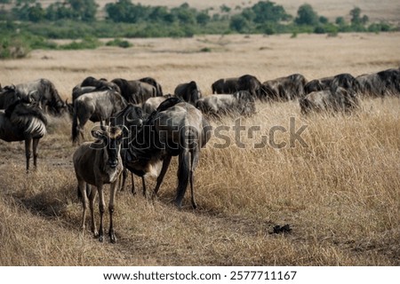 Gnu Herd in the Savannah of Kenya