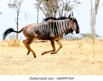 Gnu Images Stock Photos Vectors Shutterstock