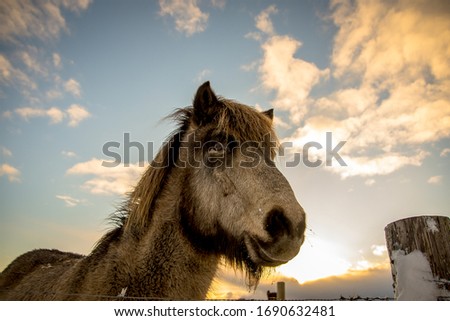 Go explore authentic Iceland in wintertime. Meet the Icelandic horse developed in Iceland.