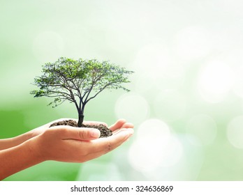 Go green concept: Human hands holding big growth tree over blurred nature background