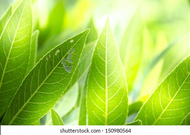 Go Green Leaves Background 