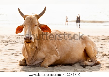 goa beach cow