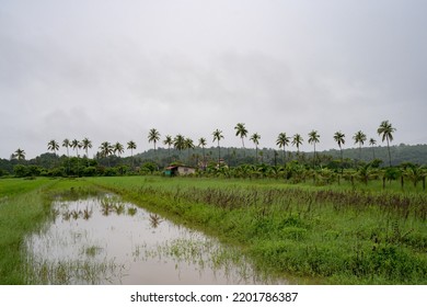 Goa Monsoon Farm Field With Palm Trees