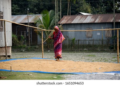 Goalpara, Assam, India. 15 February 2020. A Woman Dry Paddy, In A Village In Barpeta District Of Assam.