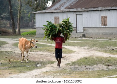 Goalpara, Assam, India. 15 February 2020. A Boy Carry Grass To Feed Cattle In A Village In Barpeta District Of Assam.