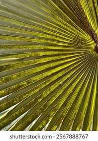 Goan palm tree with light beeming through 