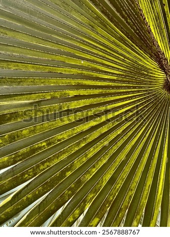 Goan palm tree with light beeming through 