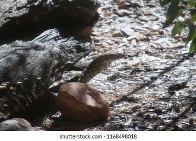 Goanna Hiding Desert Stock Photo 1168498018 | Shutterstock