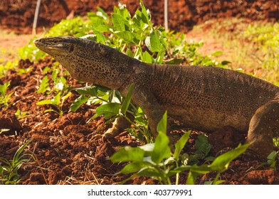 Goanna Monitor Lizards In The Kimberley, Western Australia