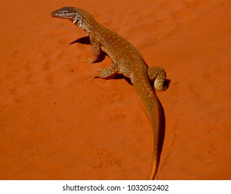 Goanna On Orange Sand, Dampier Peninsula