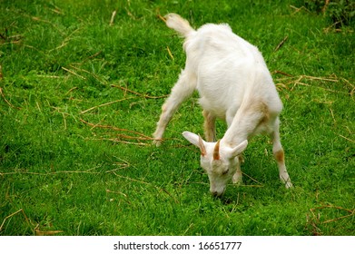Goat