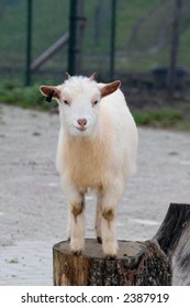Goat