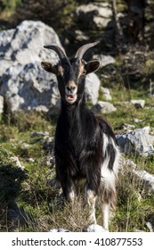 Goat