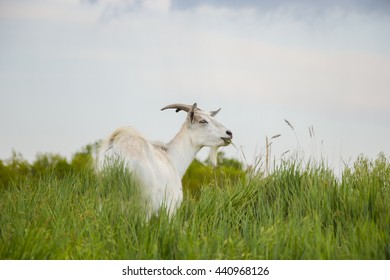 goat