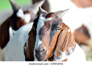 Goat