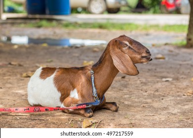 goat