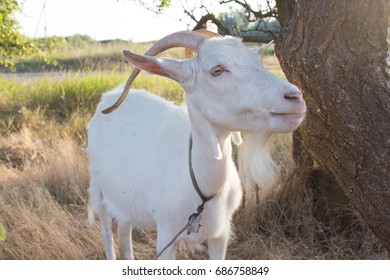 goat