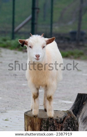 Goat