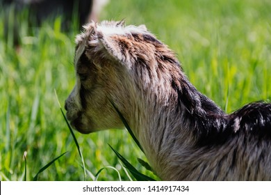 goat animal grazing in a meadow field grass - Shutterstock ID 1414917434